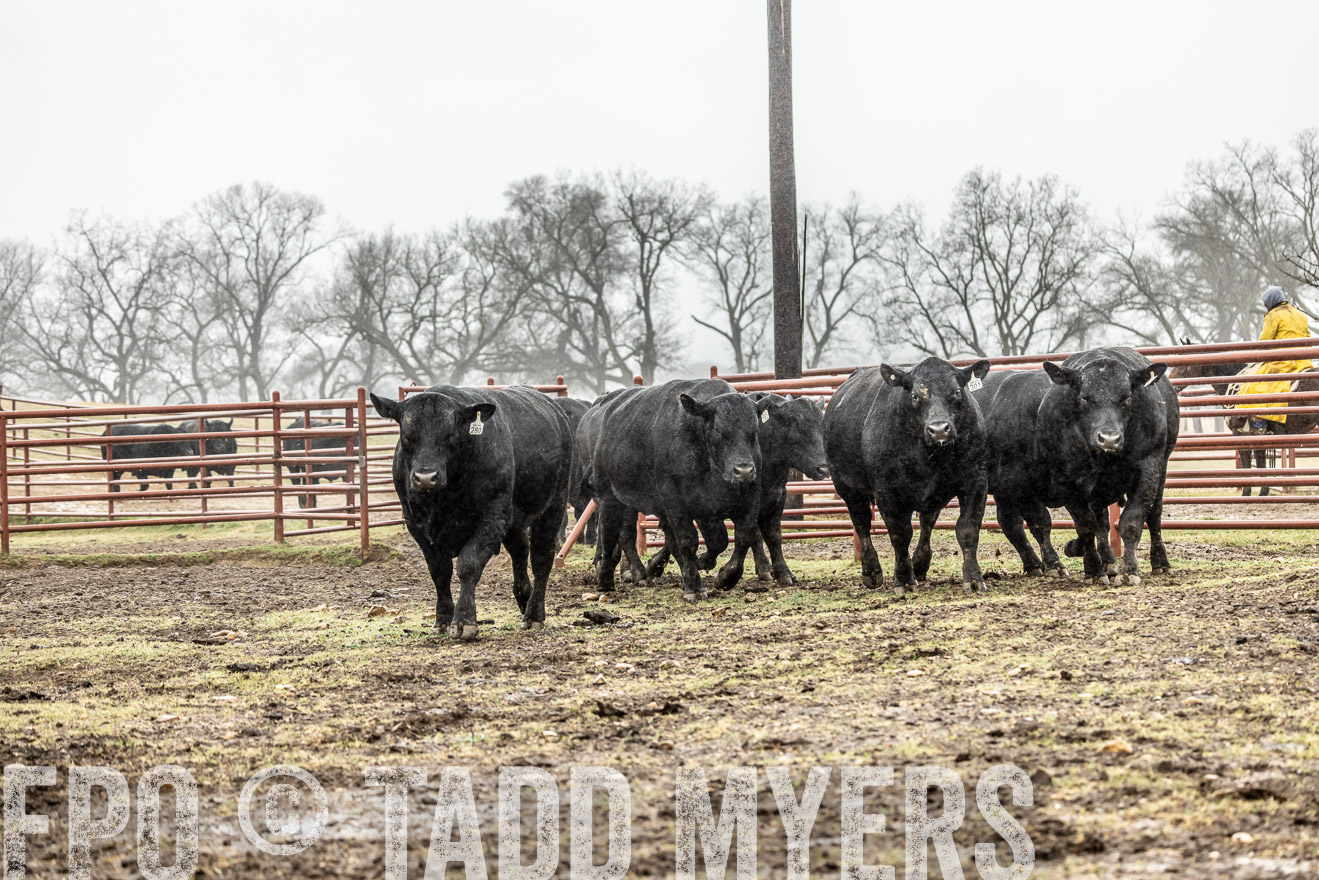 44Farms_Cameron_SpringBullSale_Feb2022-522132