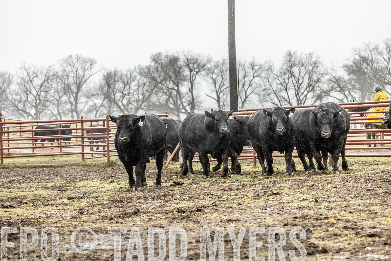 44Farms_Cameron_SpringBullSale_Feb2022-522133