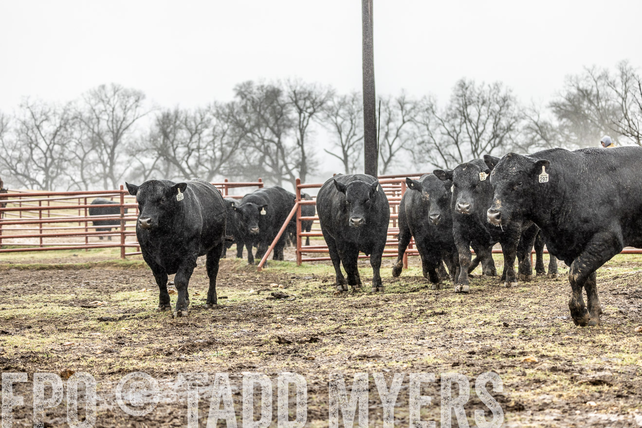 44Farms_Cameron_SpringBullSale_Feb2022-522137