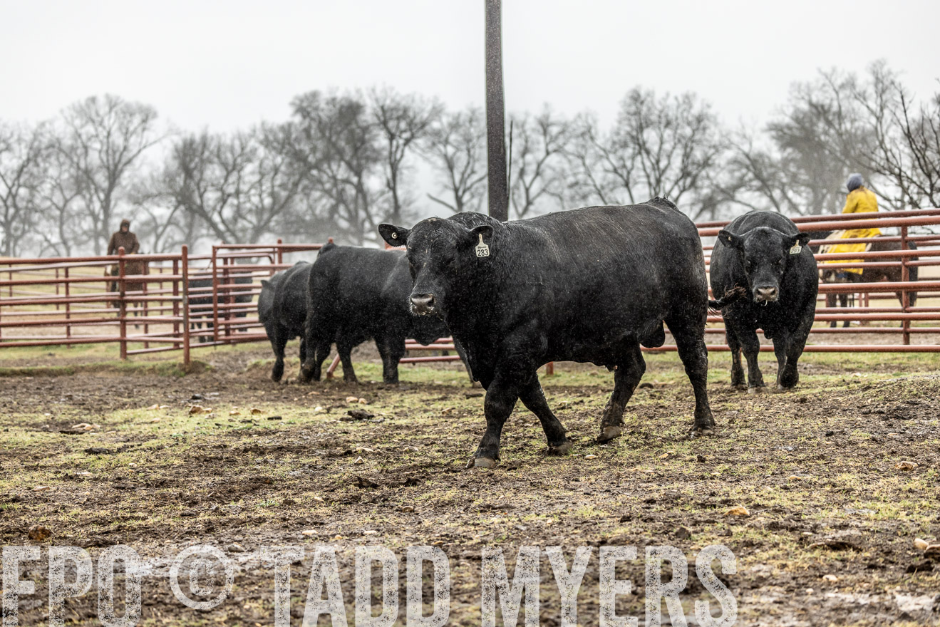 44Farms_Cameron_SpringBullSale_Feb2022-522152