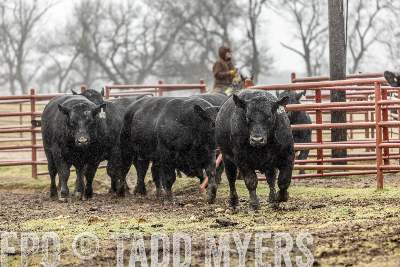 44Farms_Cameron_SpringBullSale_Feb2022-522172