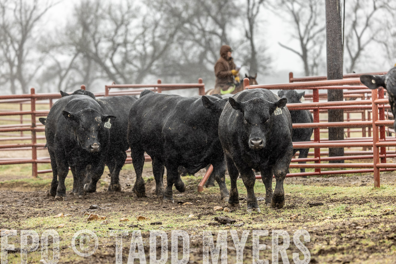 44Farms_Cameron_SpringBullSale_Feb2022-522173