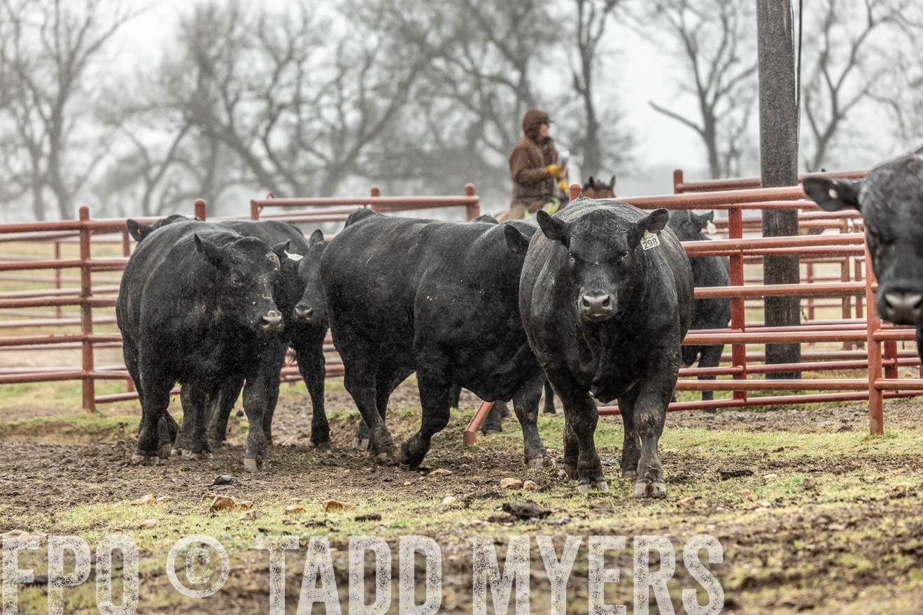 44Farms_Cameron_SpringBullSale_Feb2022-522174