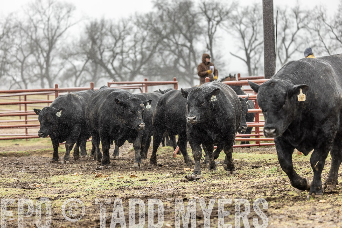 44Farms_Cameron_SpringBullSale_Feb2022-522176