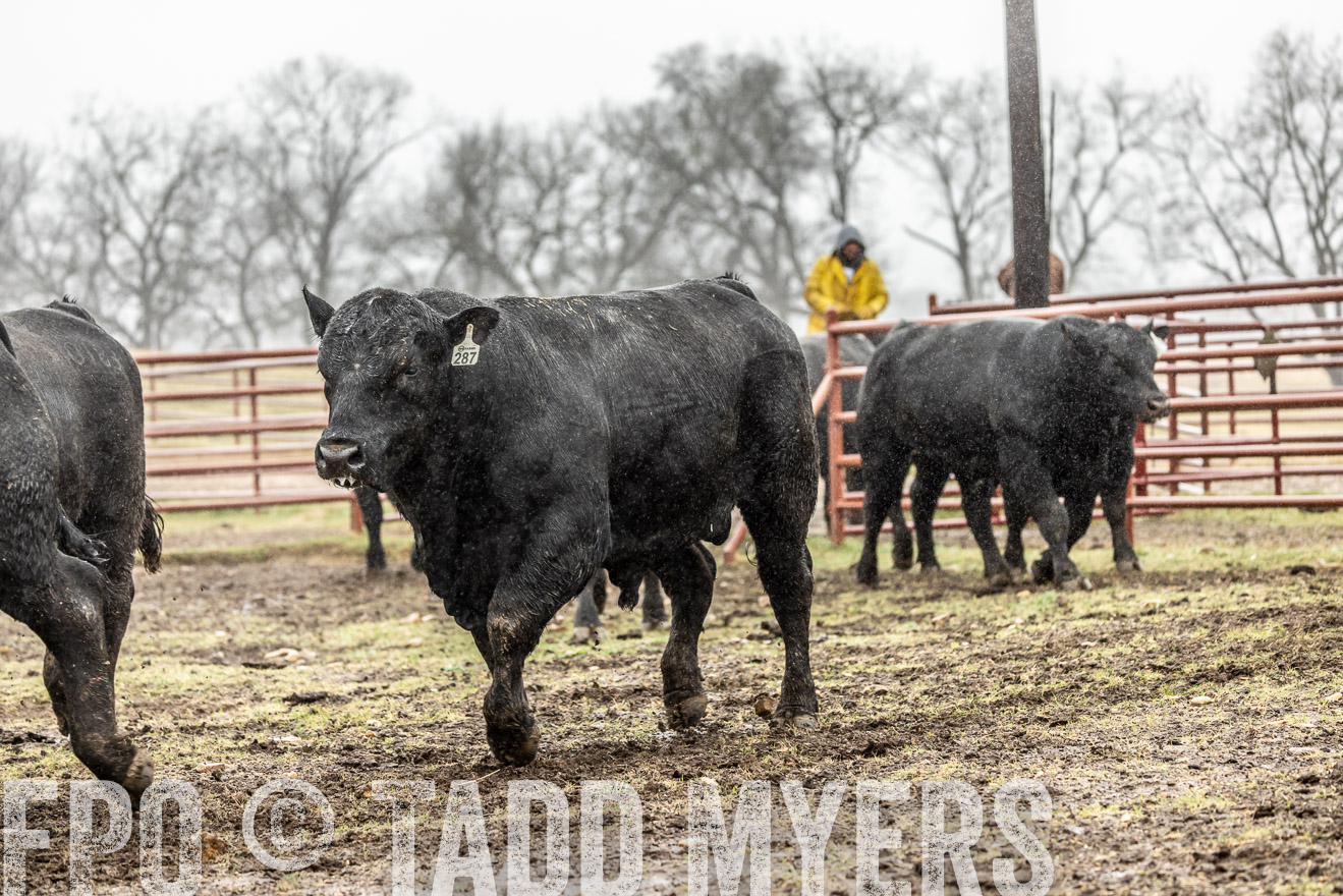 44Farms_Cameron_SpringBullSale_Feb2022-522192