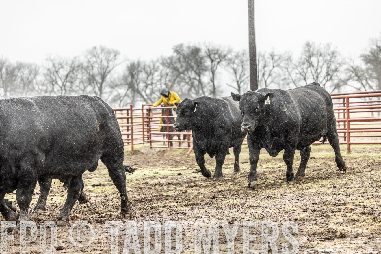 44Farms_Cameron_SpringBullSale_Feb2022-522234