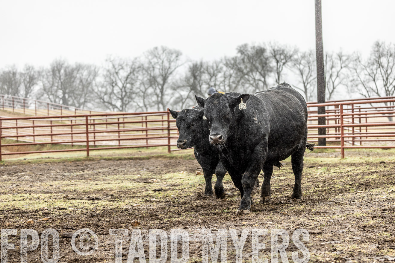 44Farms_Cameron_SpringBullSale_Feb2022-522239