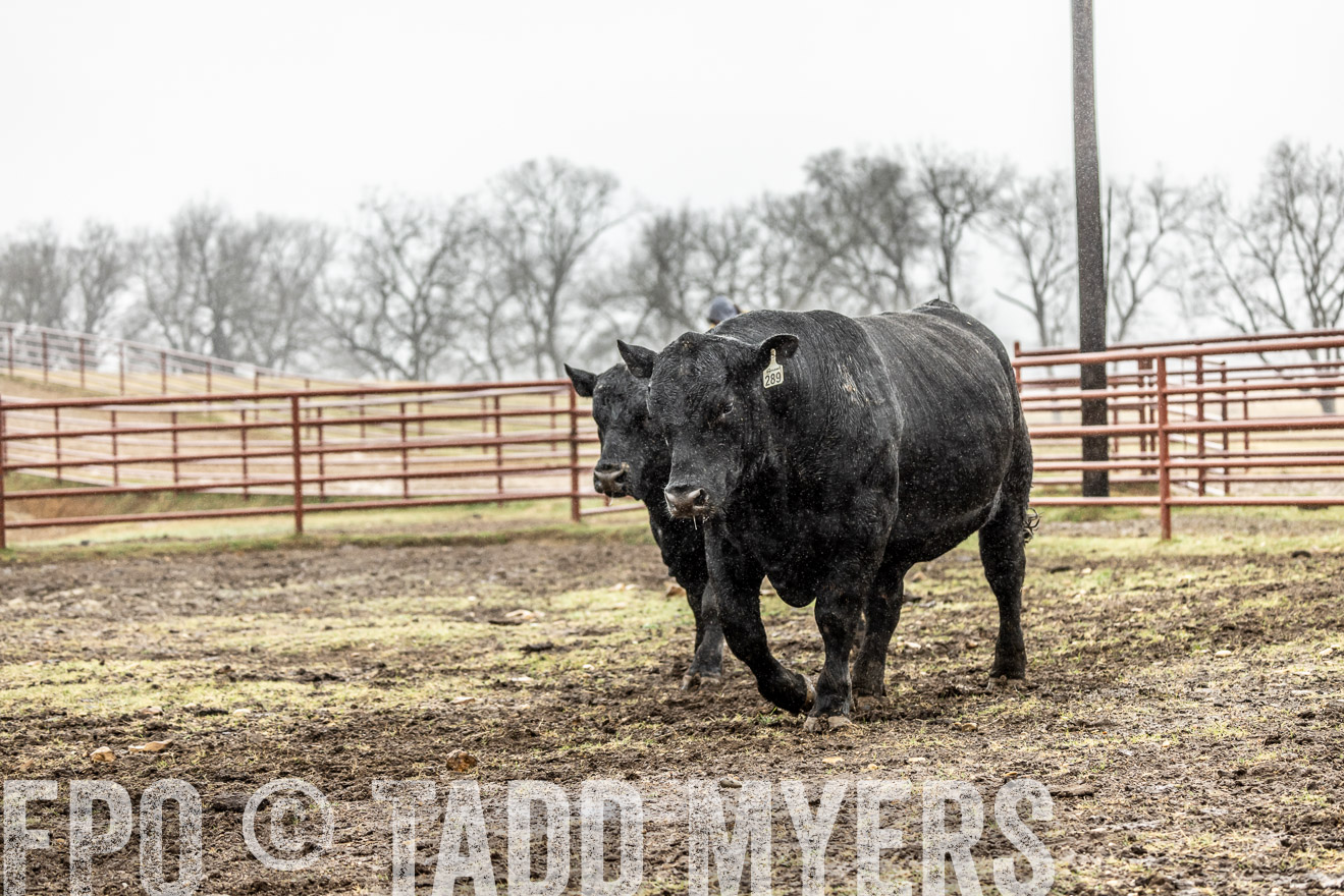 44Farms_Cameron_SpringBullSale_Feb2022-522240