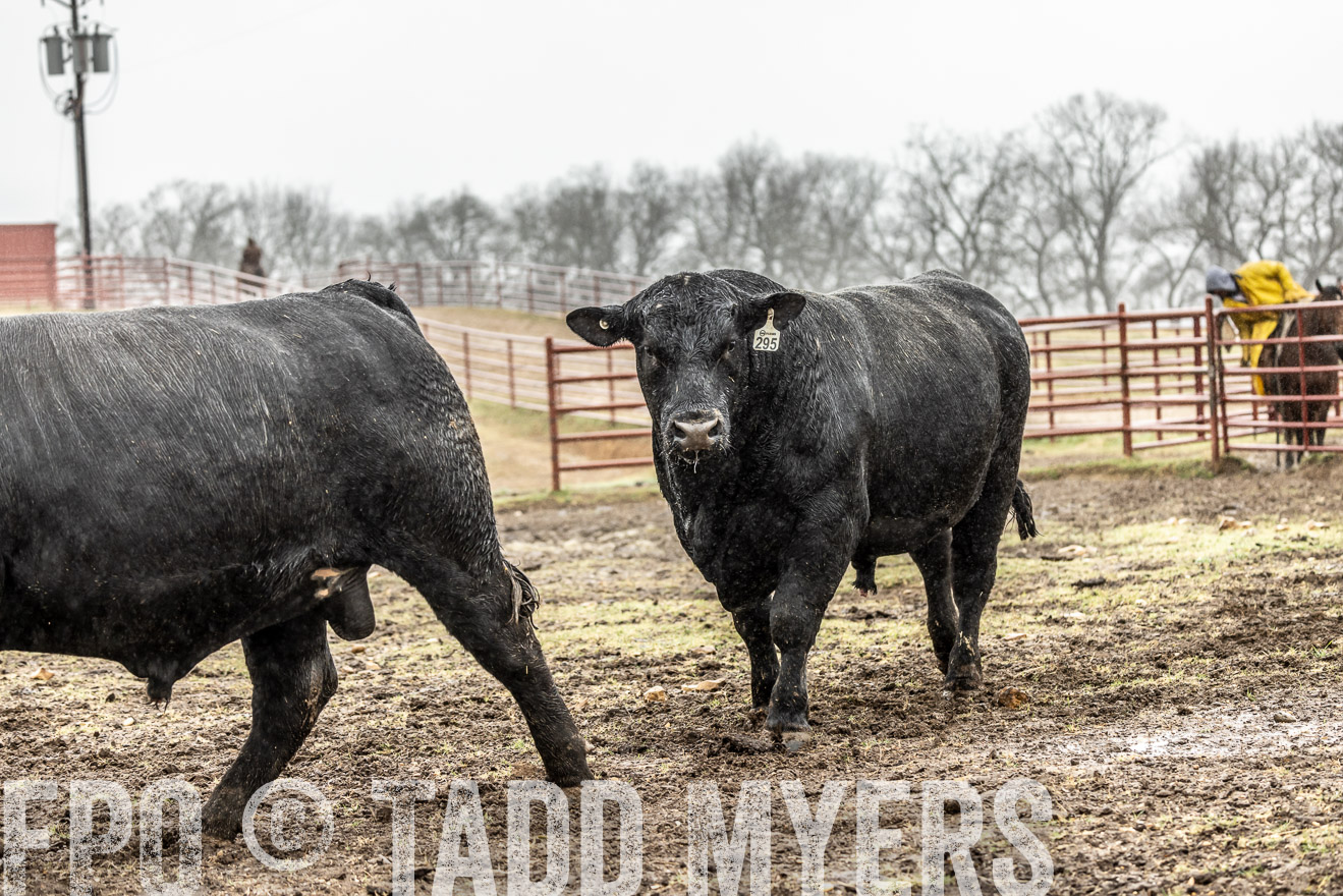 44Farms_Cameron_SpringBullSale_Feb2022-522253