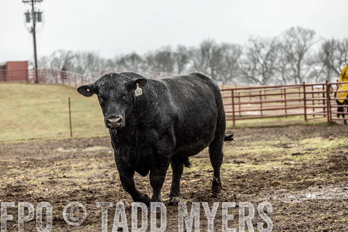 44Farms_Cameron_SpringBullSale_Feb2022-522262