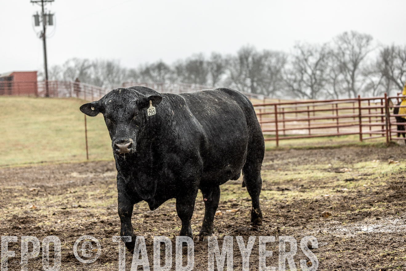 44Farms_Cameron_SpringBullSale_Feb2022-522263
