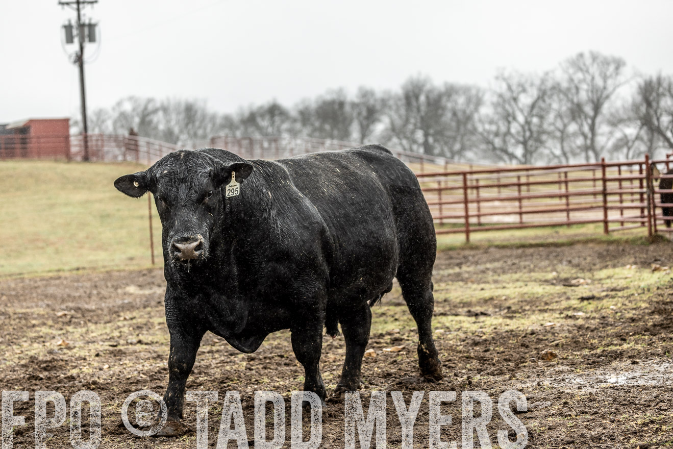 44Farms_Cameron_SpringBullSale_Feb2022-522264