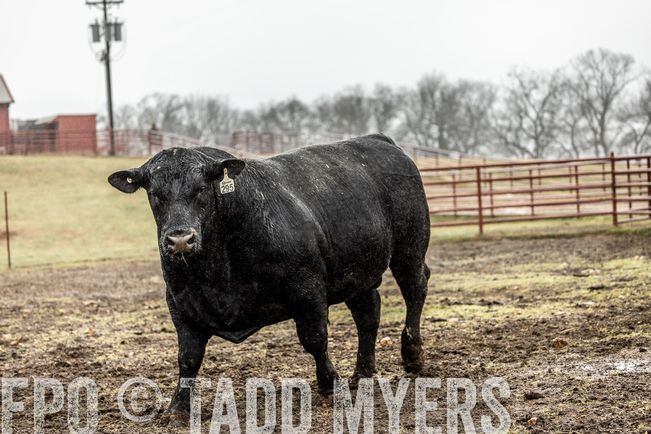 44Farms_Cameron_SpringBullSale_Feb2022-522265
