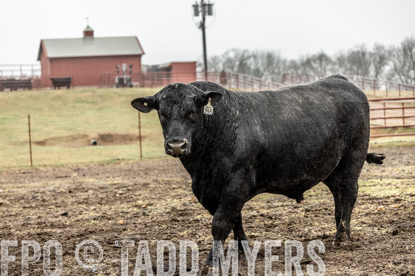 44Farms_Cameron_SpringBullSale_Feb2022-522270