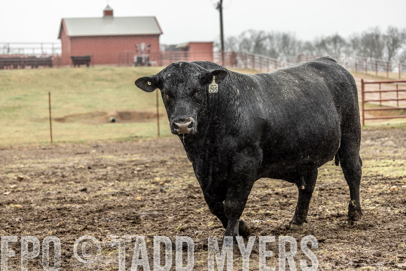 44Farms_Cameron_SpringBullSale_Feb2022-522273