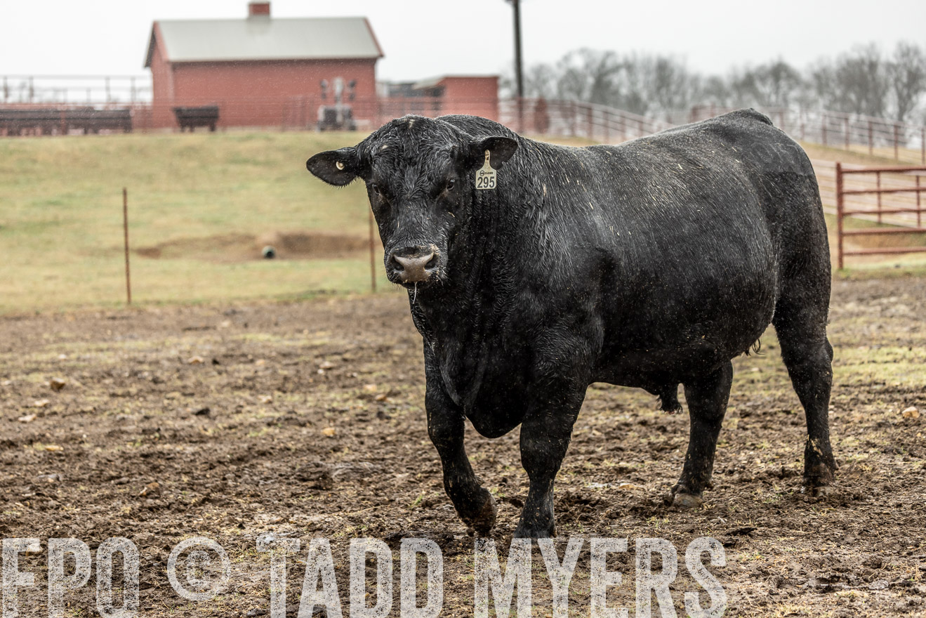 44Farms_Cameron_SpringBullSale_Feb2022-522274