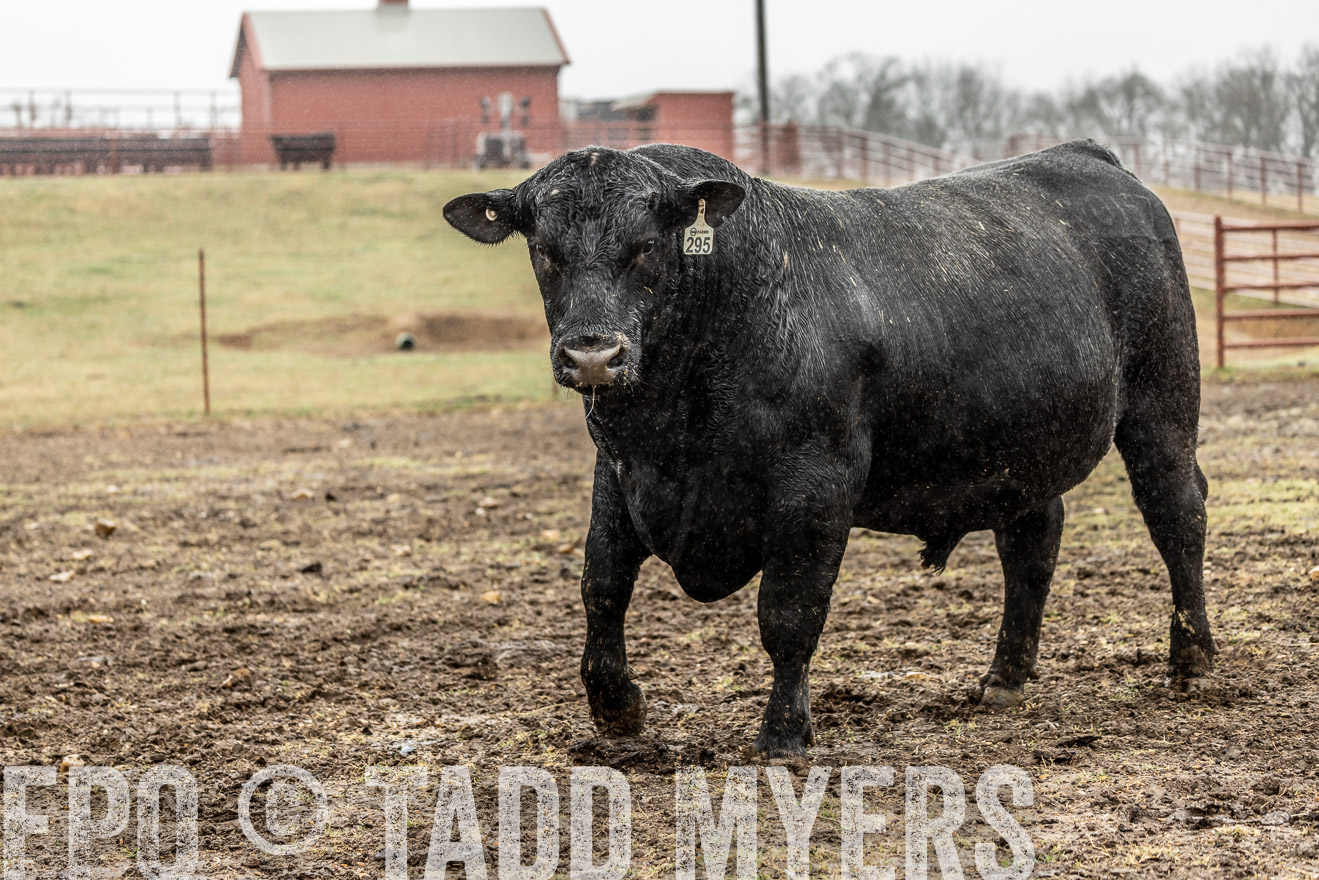 44Farms_Cameron_SpringBullSale_Feb2022-522275
