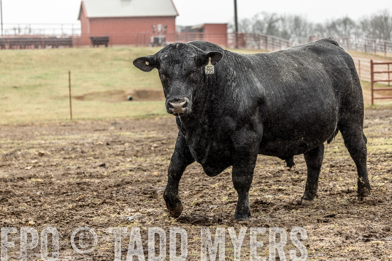 44Farms_Cameron_SpringBullSale_Feb2022-522276