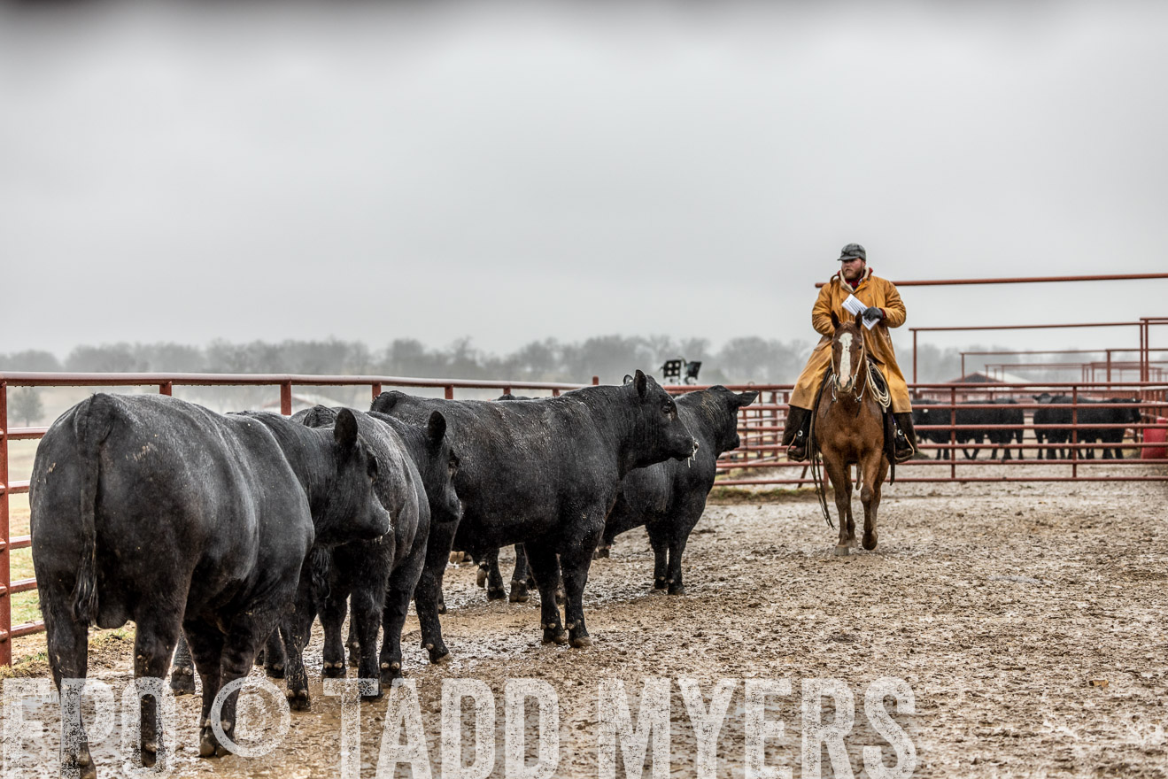44Farms_Cameron_SpringBullSale_Feb2022-522291