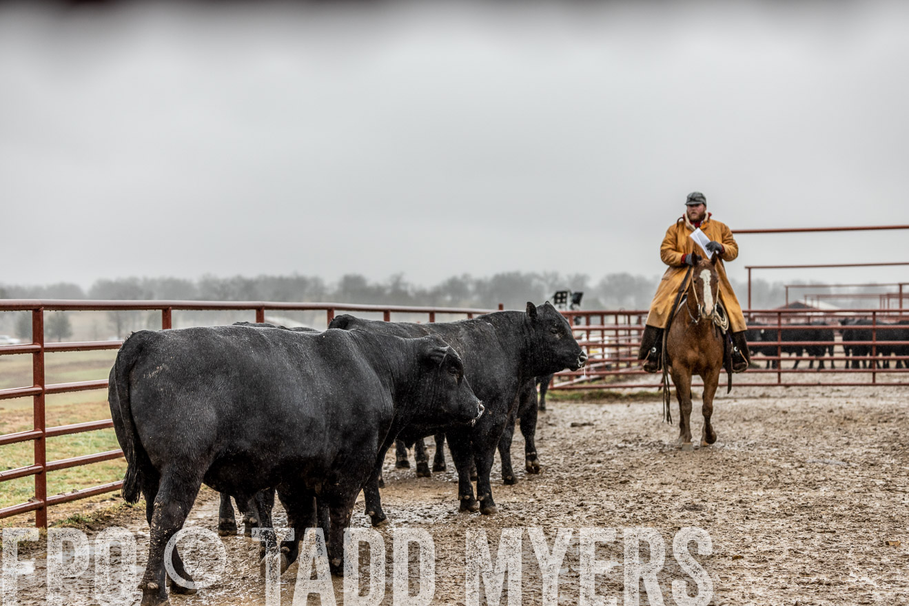 44Farms_Cameron_SpringBullSale_Feb2022-522293