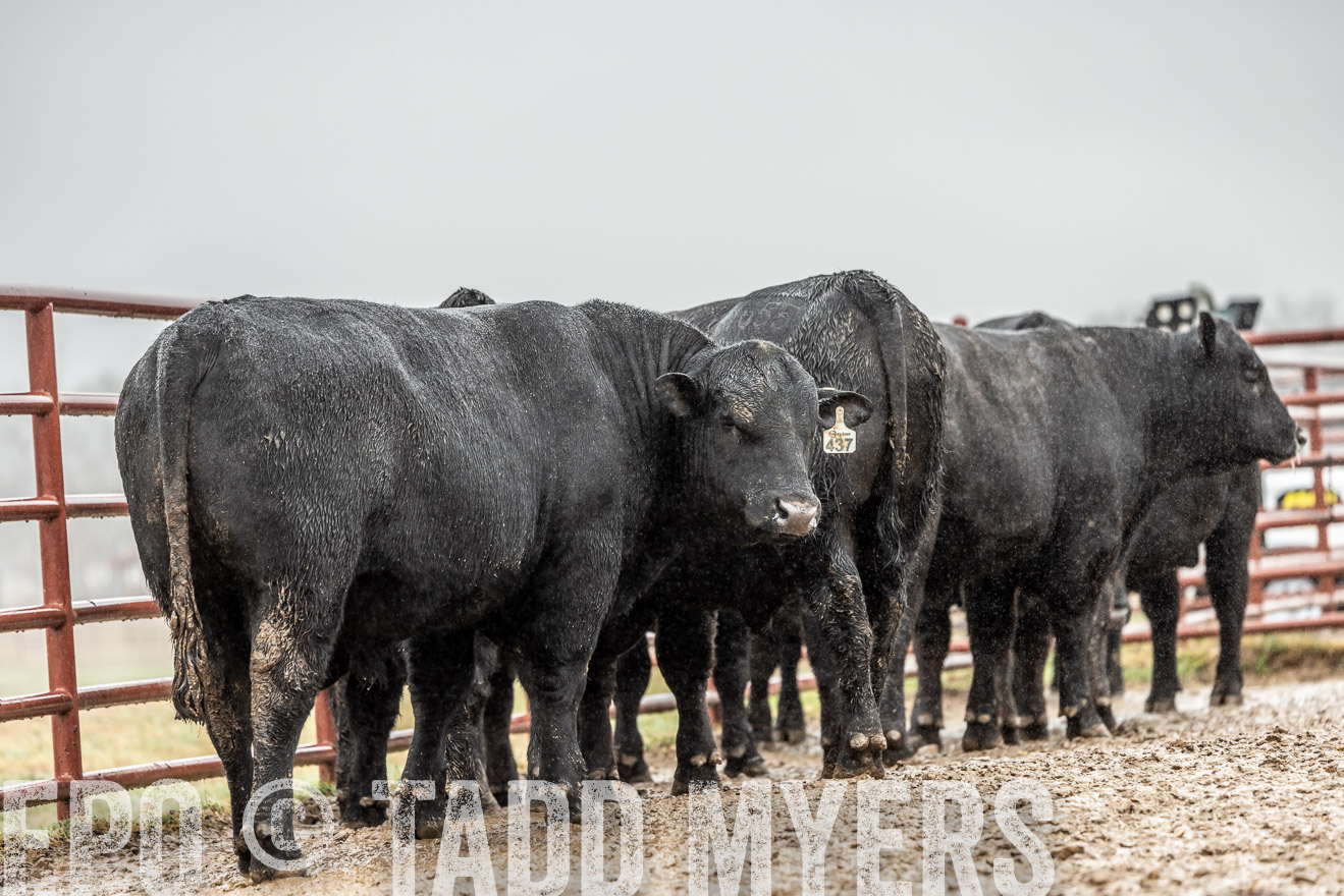 44Farms_Cameron_SpringBullSale_Feb2022-522326