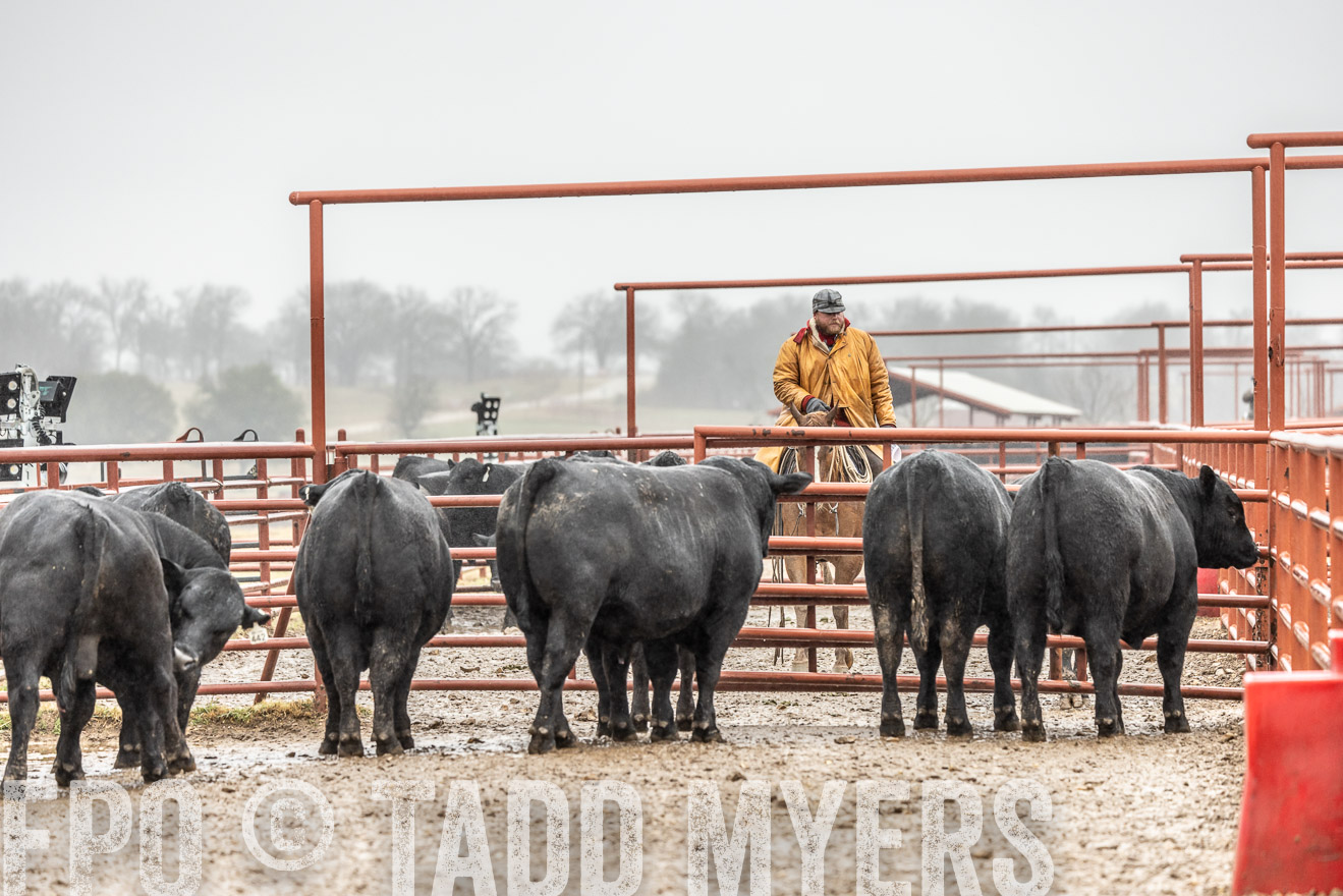 44Farms_Cameron_SpringBullSale_Feb2022-522327
