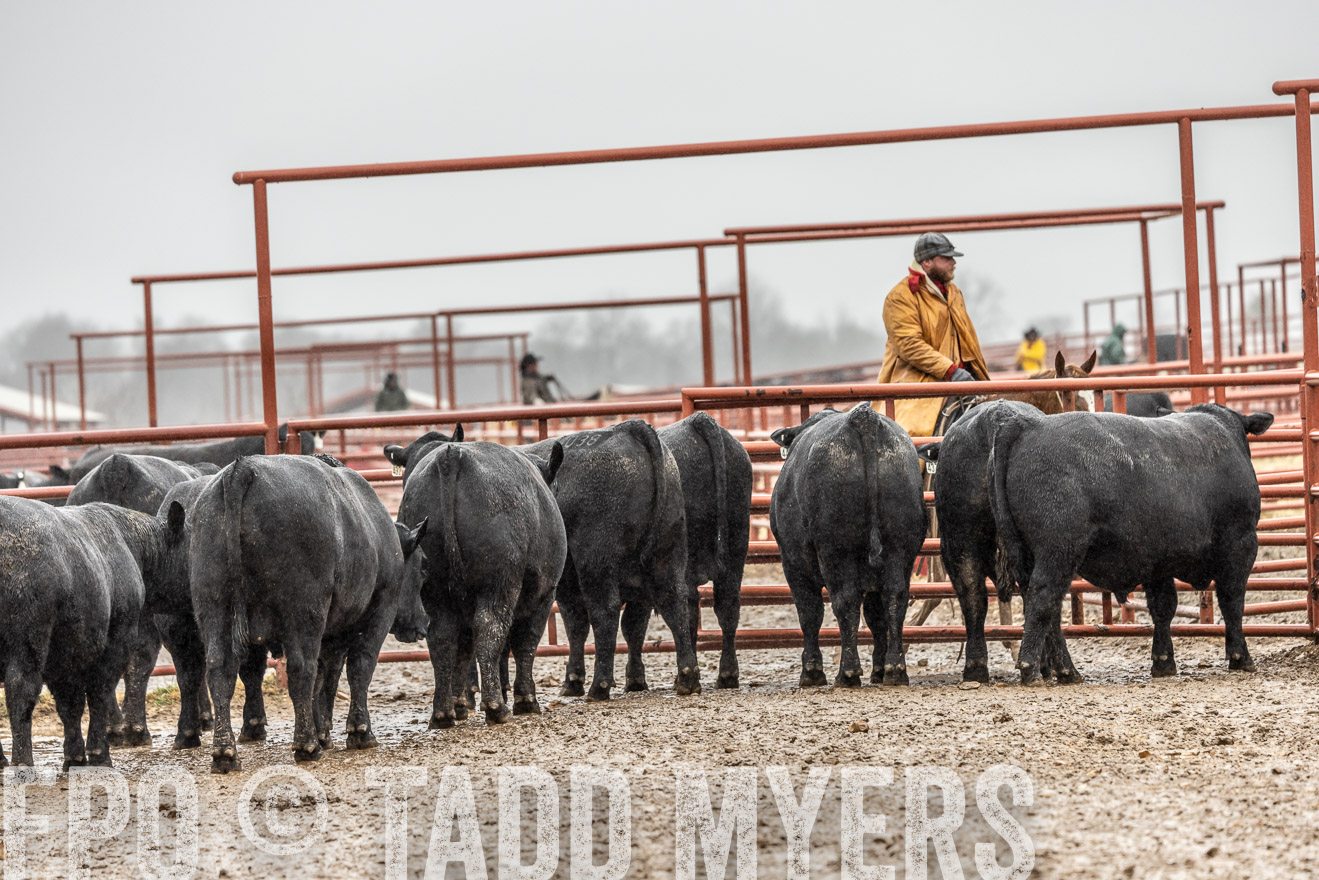 44Farms_Cameron_SpringBullSale_Feb2022-522340