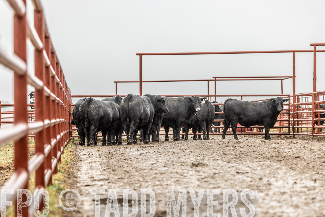44Farms_Cameron_SpringBullSale_Feb2022-522353