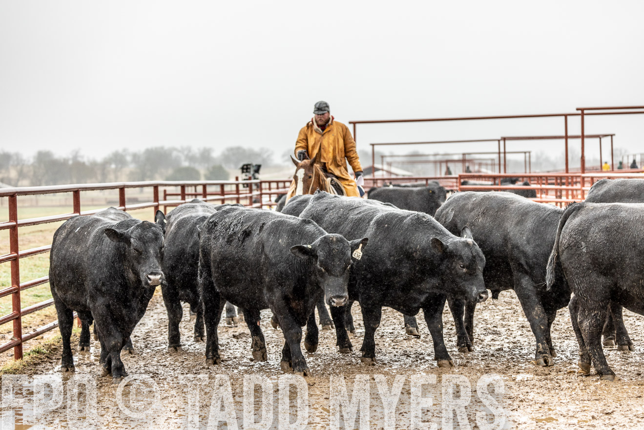 44Farms_Cameron_SpringBullSale_Feb2022-522440