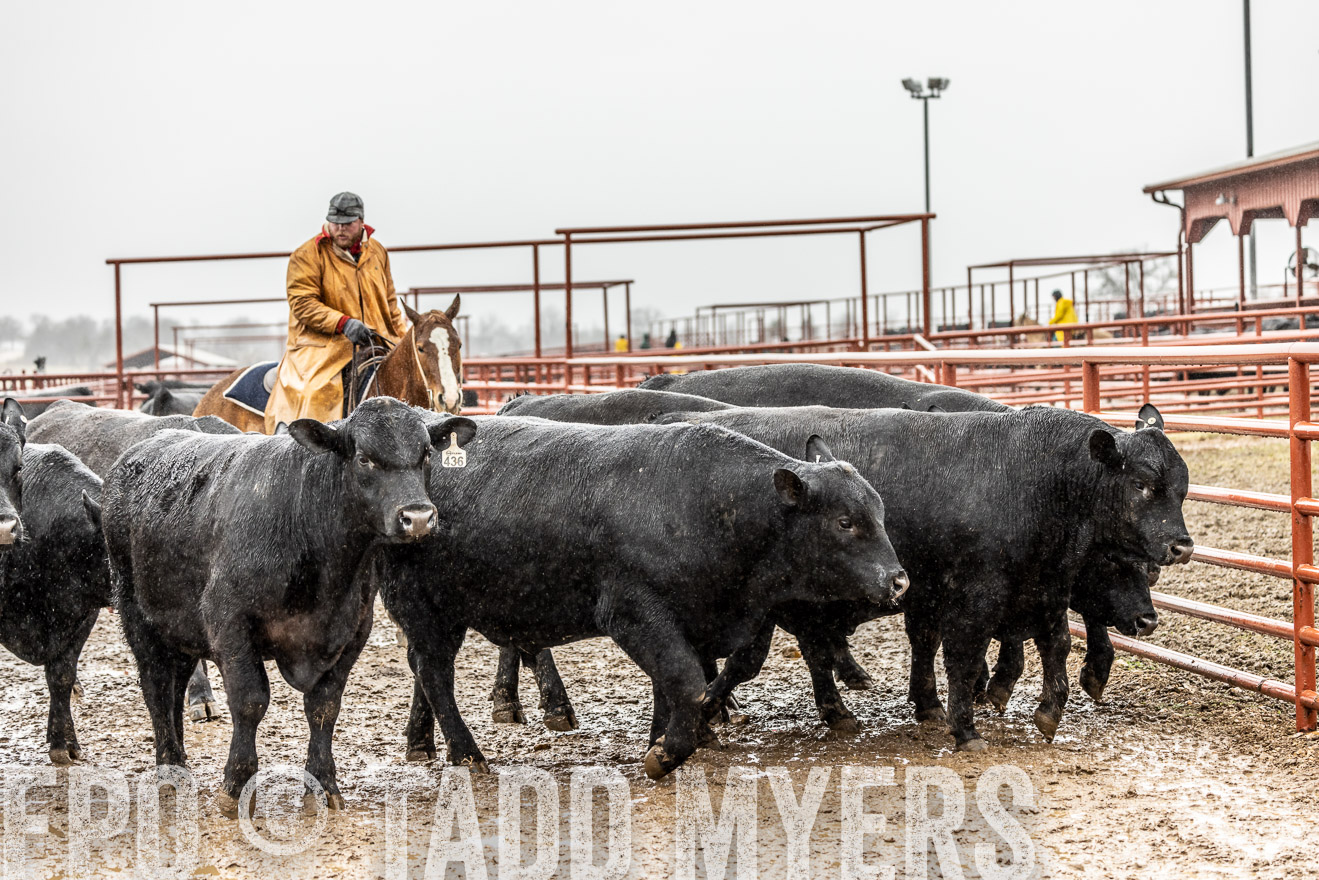 44Farms_Cameron_SpringBullSale_Feb2022-522452