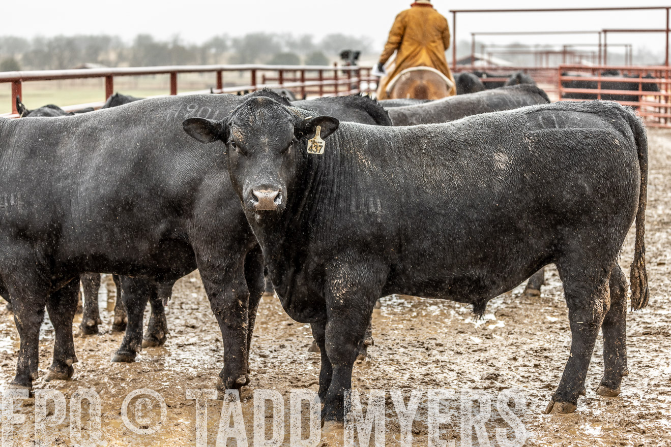 44Farms_Cameron_SpringBullSale_Feb2022-522471