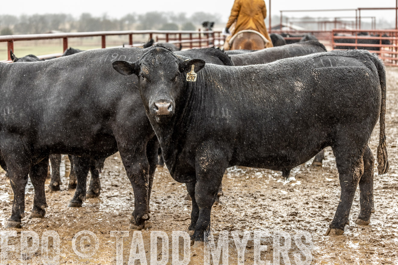 44Farms_Cameron_SpringBullSale_Feb2022-522472