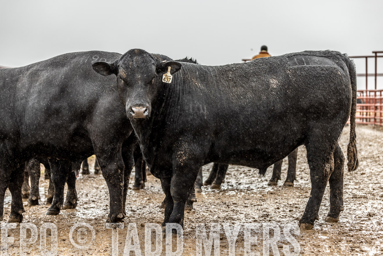 44Farms_Cameron_SpringBullSale_Feb2022-522475