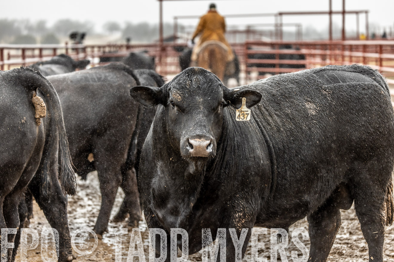44Farms_Cameron_SpringBullSale_Feb2022-522480