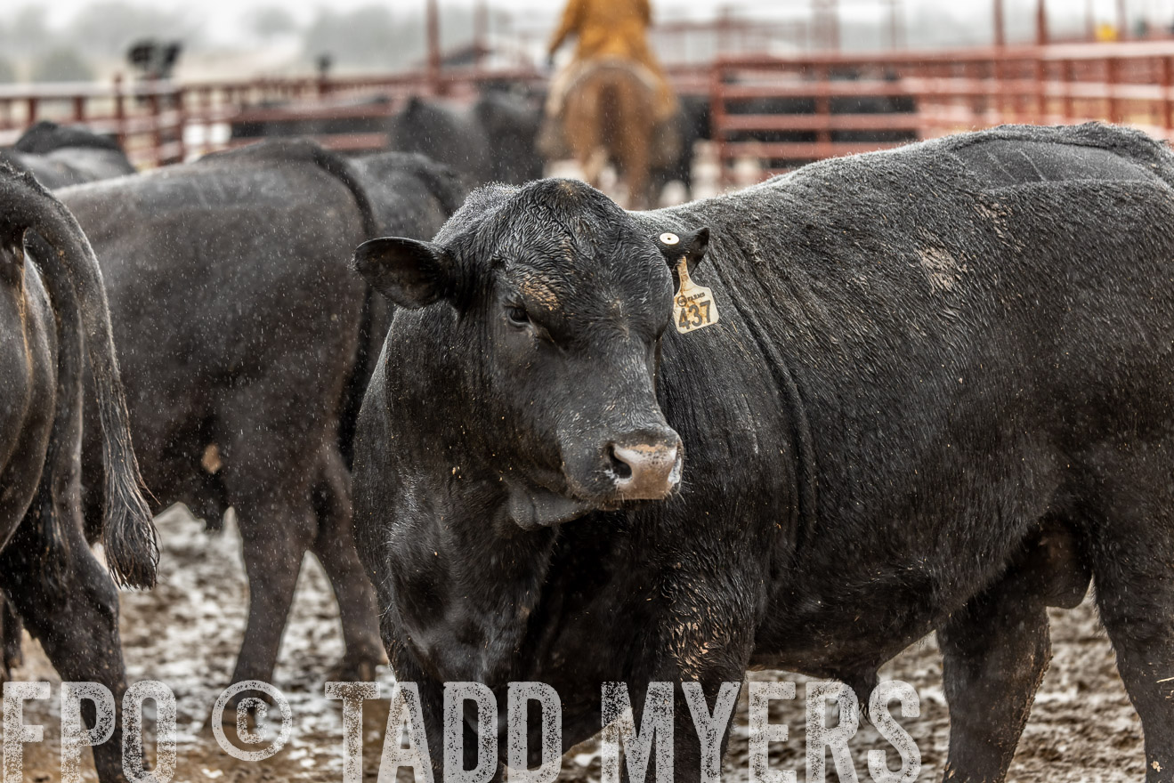 44Farms_Cameron_SpringBullSale_Feb2022-522481