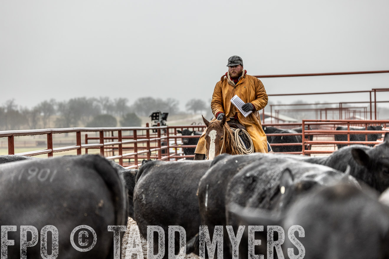 44Farms_Cameron_SpringBullSale_Feb2022-522489