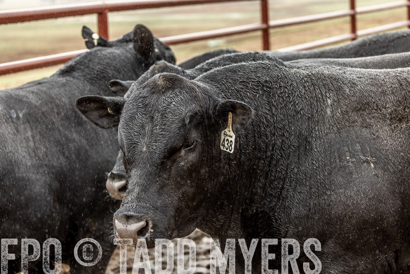 44Farms_Cameron_SpringBullSale_Feb2022-522541
