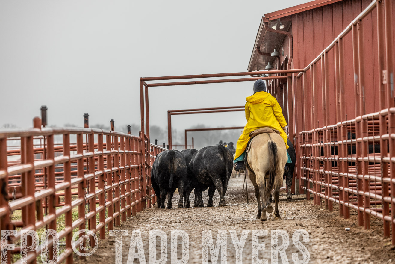 44Farms_Cameron_SpringBullSale_Feb2022-522628