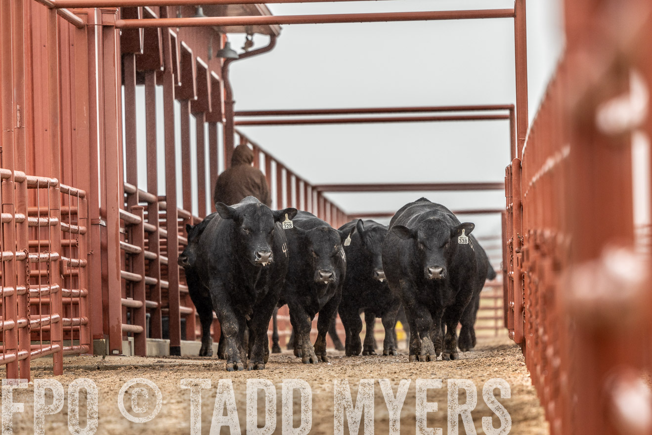 44Farms_Cameron_SpringBullSale_Feb2022-522692