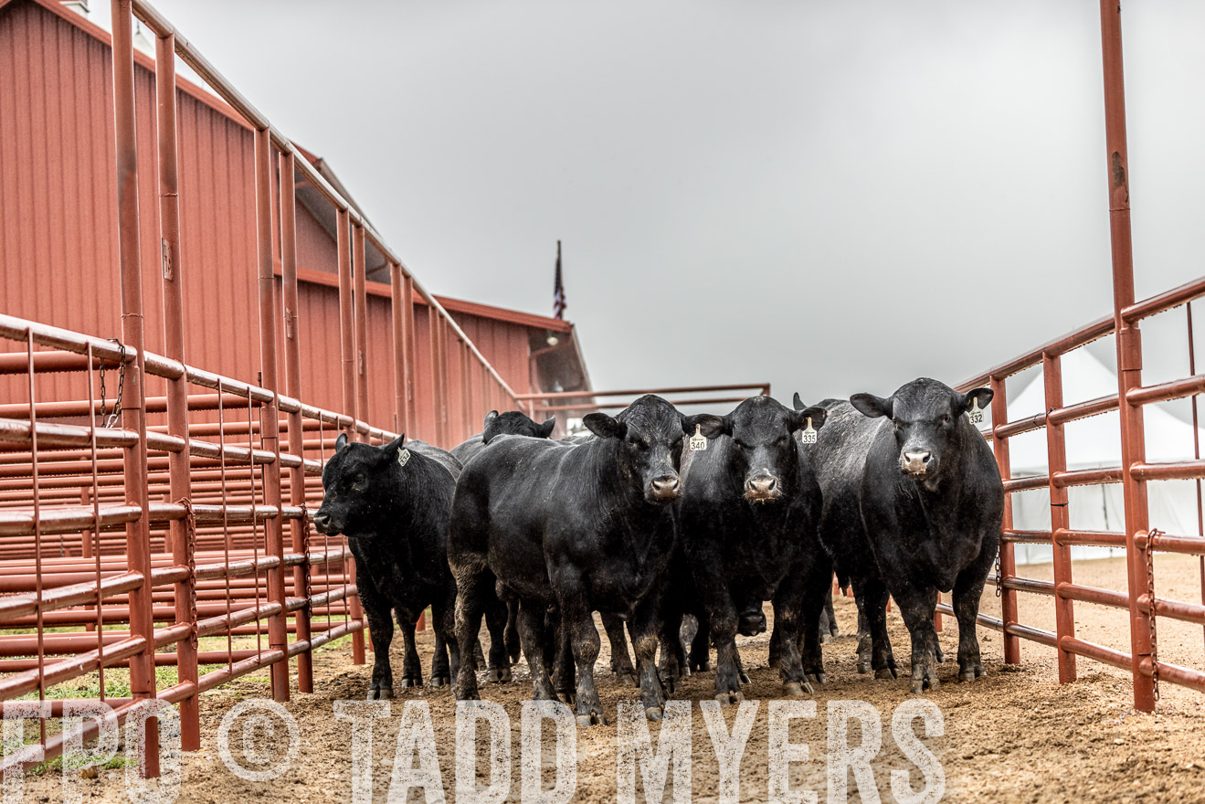 44Farms_Cameron_SpringBullSale_Feb2022-522800