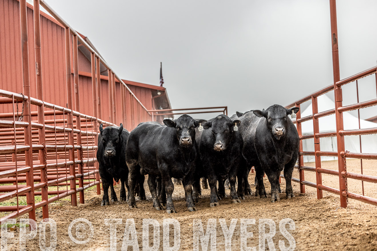 44Farms_Cameron_SpringBullSale_Feb2022-522806