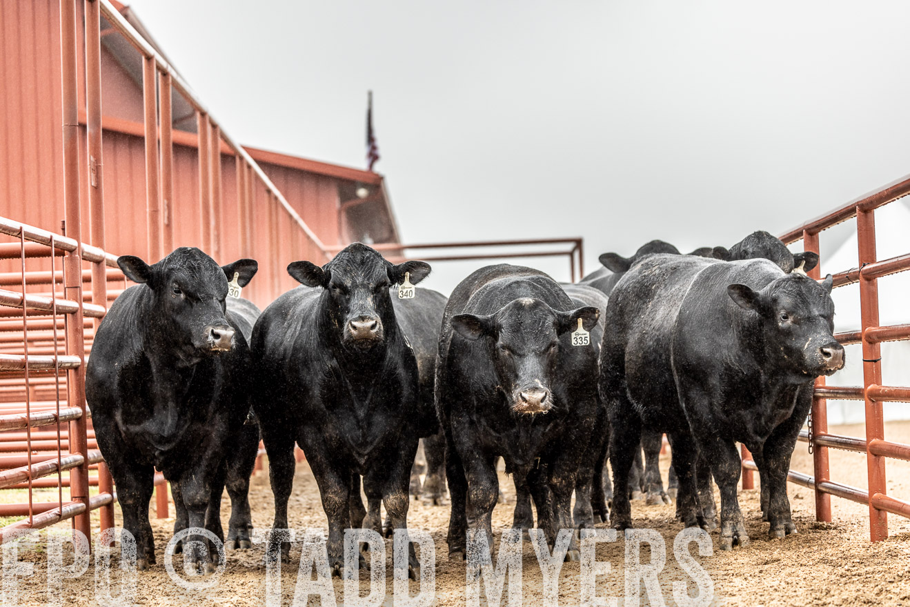 44Farms_Cameron_SpringBullSale_Feb2022-522828