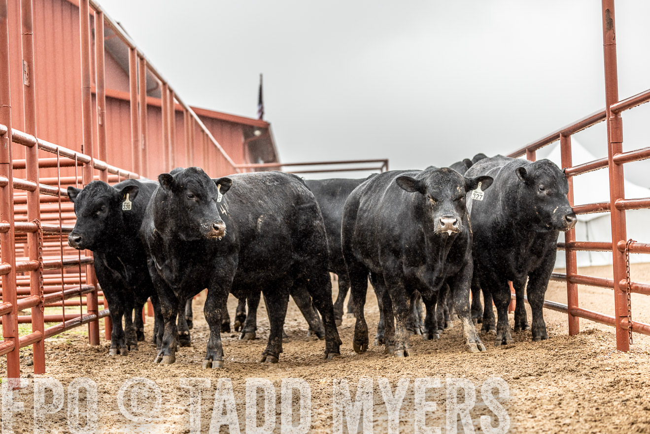 44Farms_Cameron_SpringBullSale_Feb2022-522844