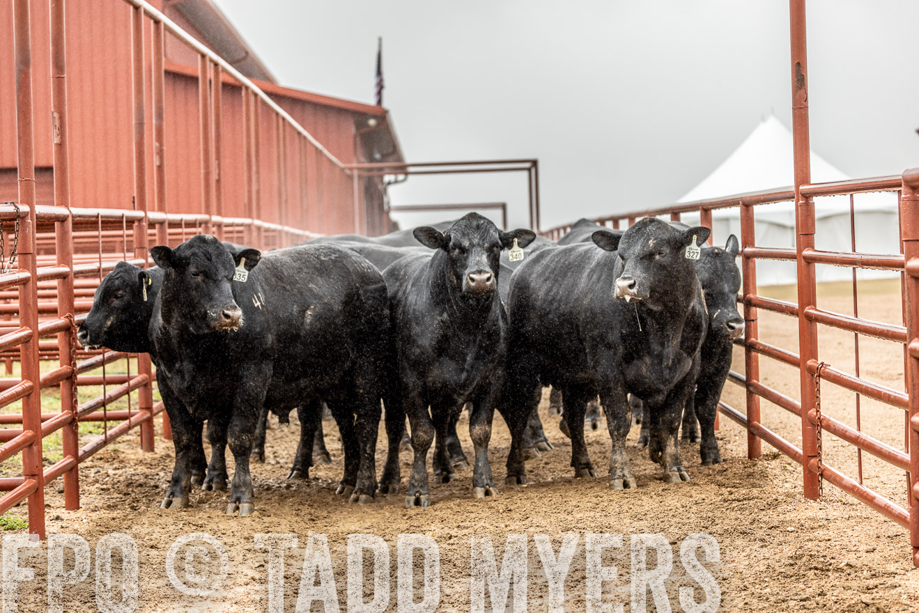 44Farms_Cameron_SpringBullSale_Feb2022-522856