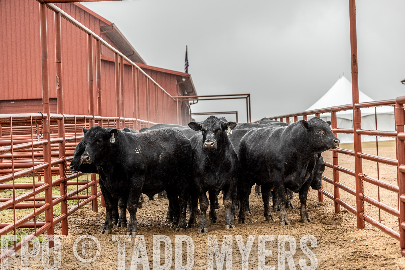 44Farms_Cameron_SpringBullSale_Feb2022-522869