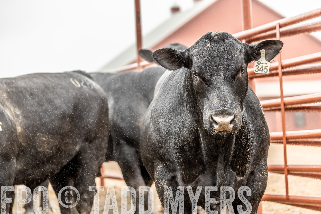 44Farms_Cameron_SpringBullSale_Feb2022-522915