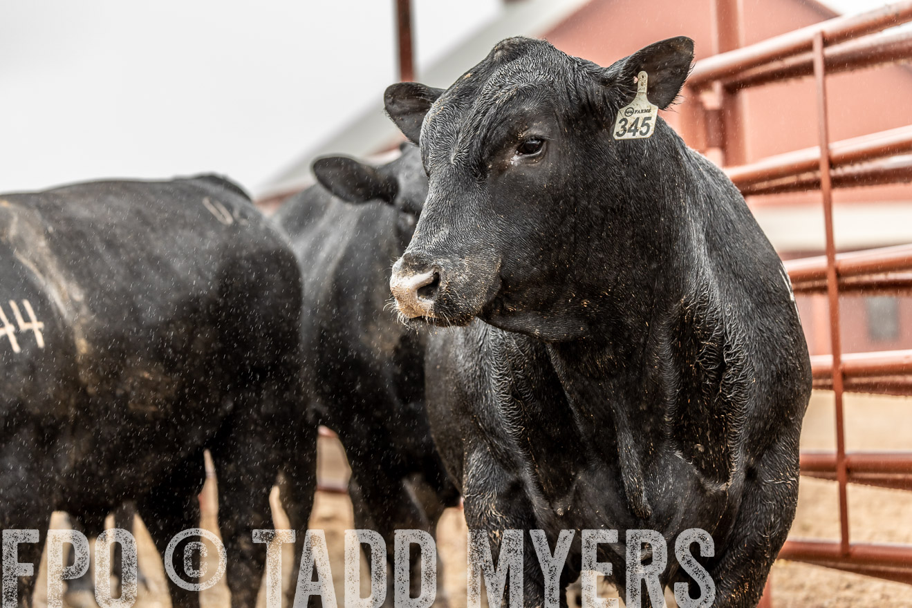44Farms_Cameron_SpringBullSale_Feb2022-522918