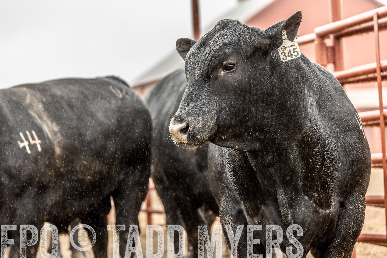 44Farms_Cameron_SpringBullSale_Feb2022-522920