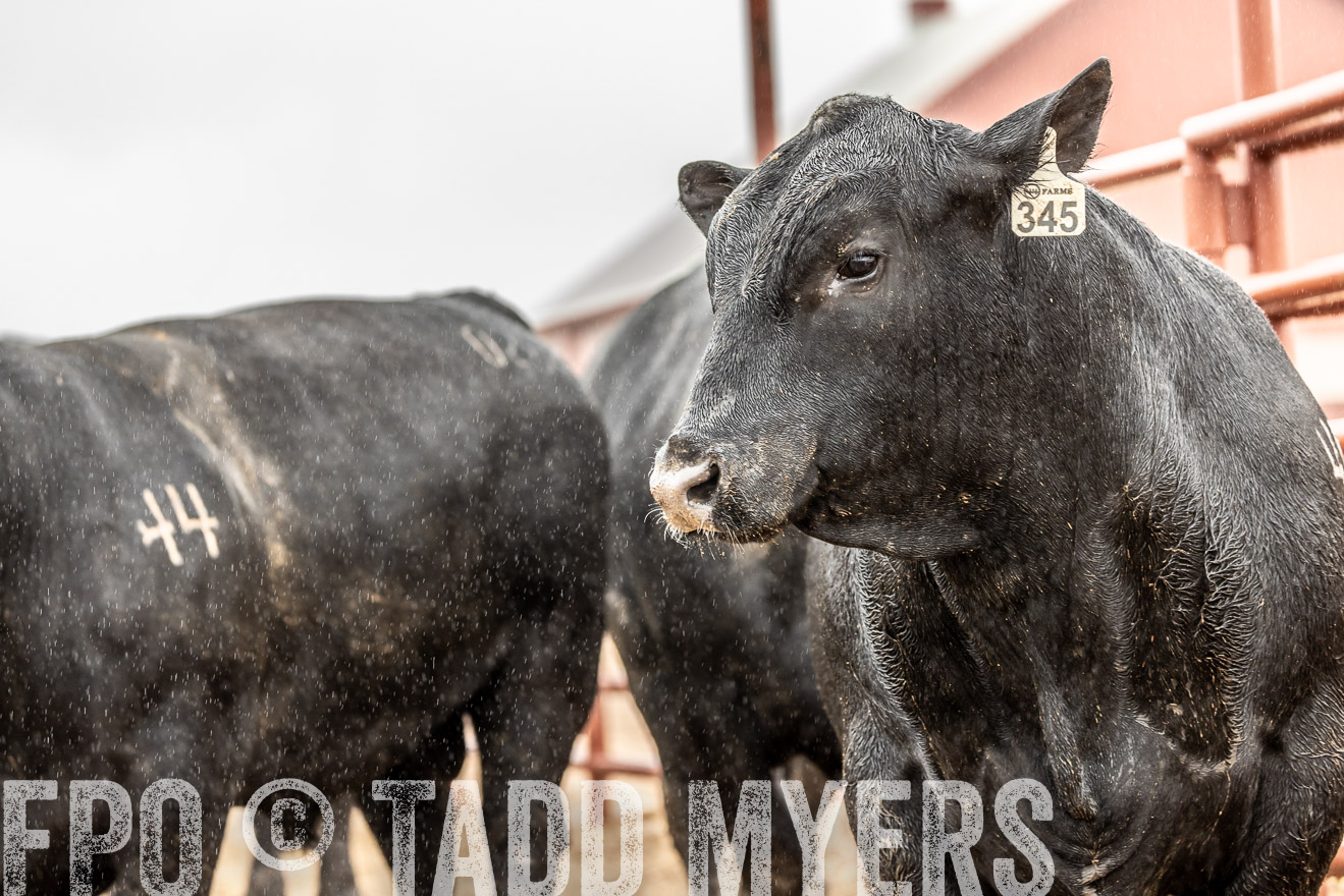 44Farms_Cameron_SpringBullSale_Feb2022-522921