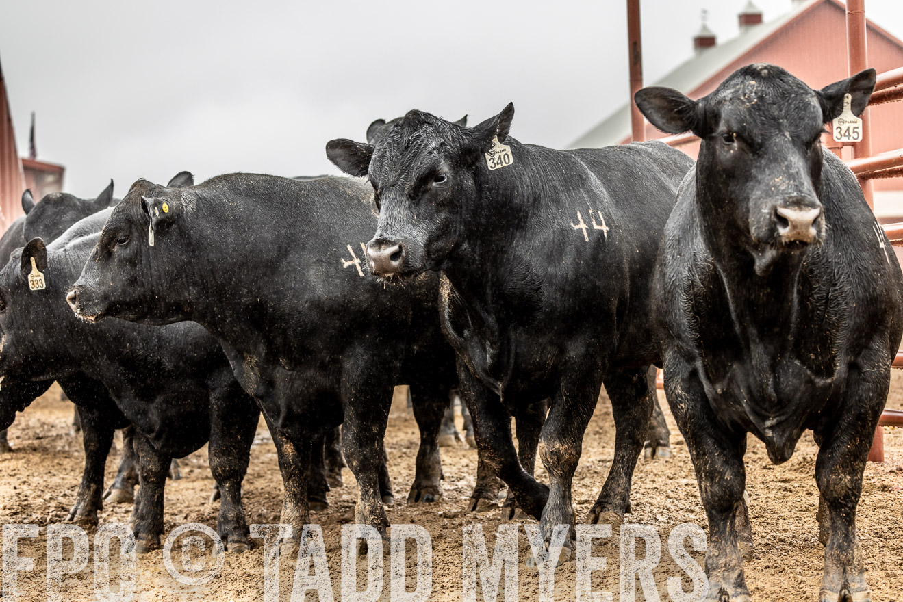 44Farms_Cameron_SpringBullSale_Feb2022-522945